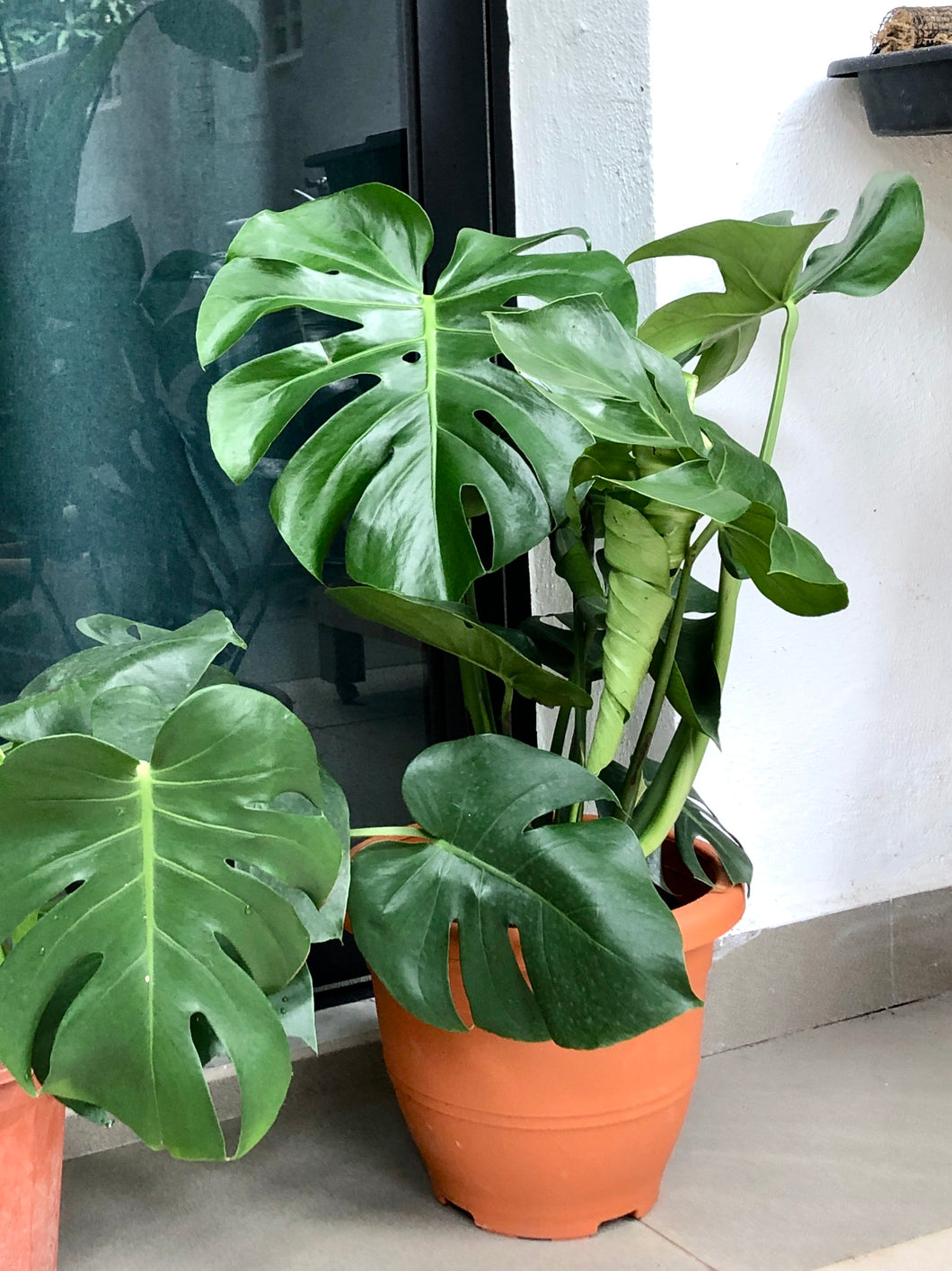 MONSTERA DELICIOSA