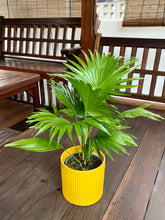 Load image into Gallery viewer, CHINESE FAN PALM
