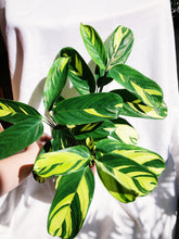 Load image into Gallery viewer, CTENANTHE LUBBERSIANA
