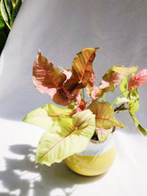 Load image into Gallery viewer, PINK SYNGONIUM IN CERAMIC POT
