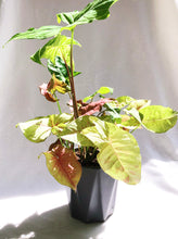Load image into Gallery viewer, MIX SYNGONIUM IN GRAY POT
