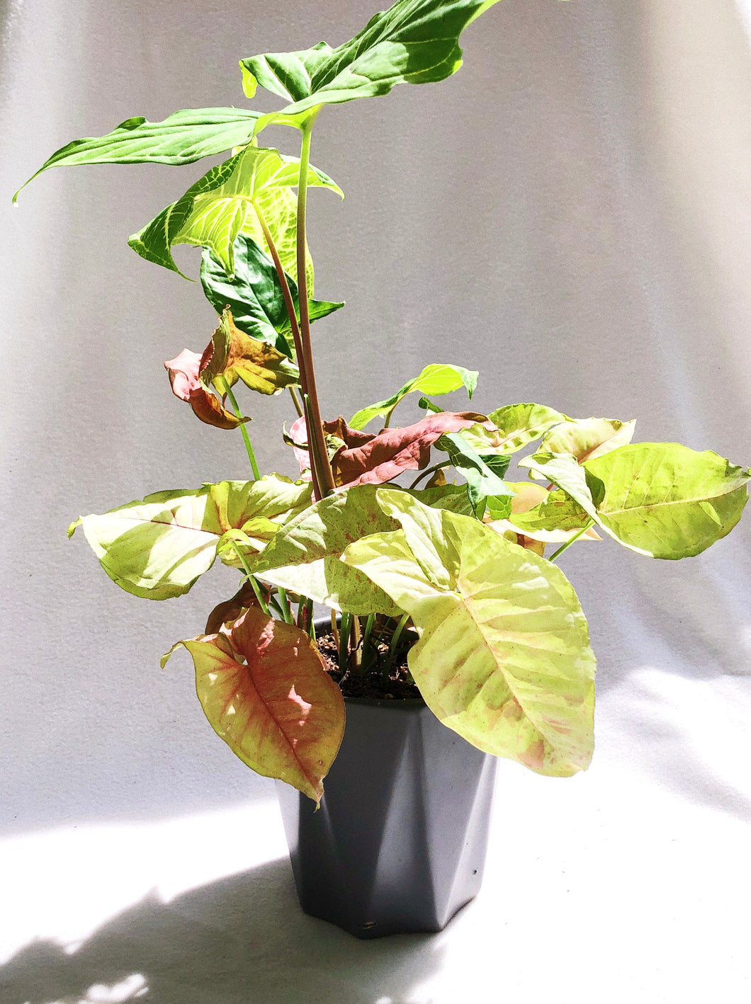 MIX SYNGONIUM IN GRAY POT
