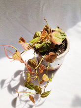 Load image into Gallery viewer, PHILODENDRON MICAN IN RUSTIC POT
