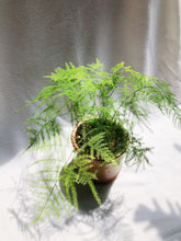 Load image into Gallery viewer, ASPARAGUS FERN IN RUSTIC POT
