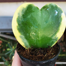 Load image into Gallery viewer, VARIEGATED HOYA KERRII
