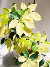 Load image into Gallery viewer, SCHEFFLERA ARBORICOLA IN CERAMIC POT
