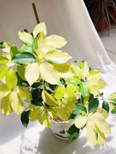 Load image into Gallery viewer, SCHEFFLERA ARBORICOLA IN CERAMIC POT

