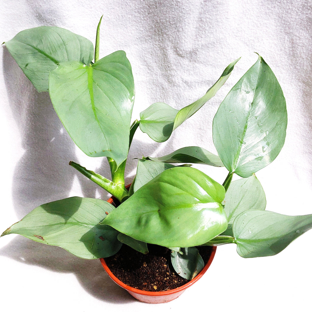 PHILODENDRON SILVER