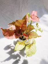 Load image into Gallery viewer, PINK SYNGONIUM IN CERAMIC POT
