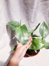 Load image into Gallery viewer, PHILODENDRON SILVER
