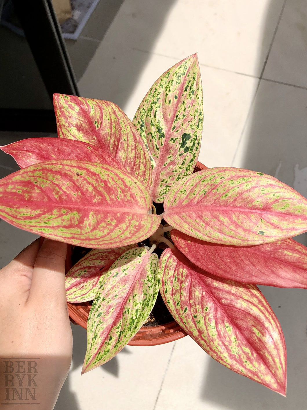 AGLAONEMA LEGACY berrykinn