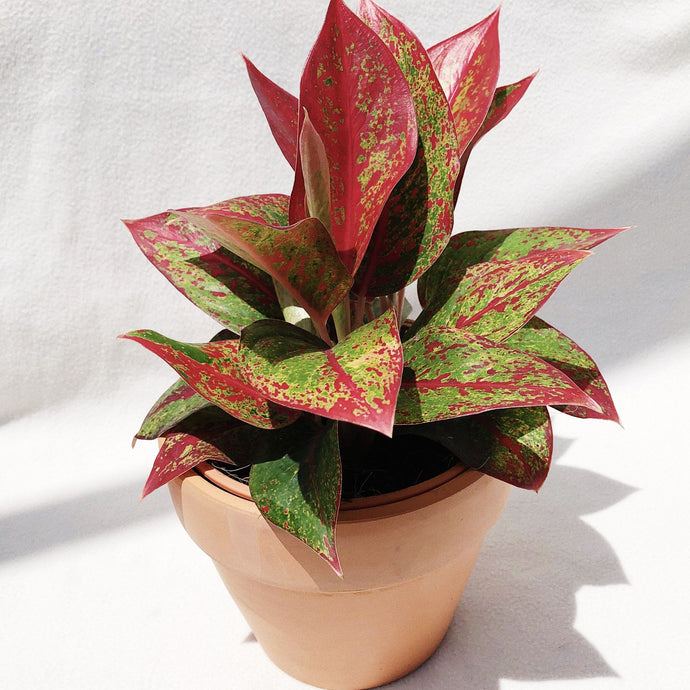 AGLAONEMA LEGACY berrykinn