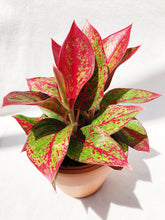 Load image into Gallery viewer, AGLAONEMA LEGACY berrykinn
