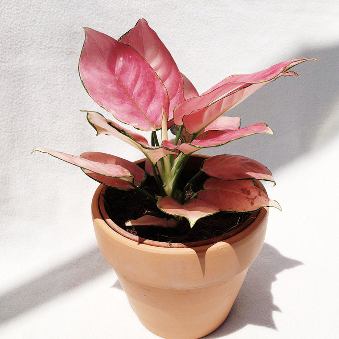 AGLAONEMA SUKSOM JAIPONG berrykinn