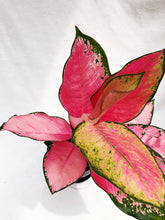 Load image into Gallery viewer, AGLAONEMA SUKSOM JAIPONG berrykinn
