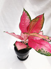 Load image into Gallery viewer, AGLAONEMA SUKSOM JAIPONG berrykinn
