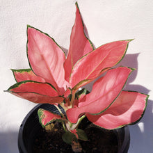 Load image into Gallery viewer, AGLAONEMA SUKSOM JAIPONG berrykinn

