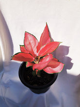 Load image into Gallery viewer, AGLAONEMA SUKSOM JAIPONG berrykinn
