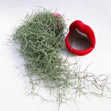 Load image into Gallery viewer, AIRPLANT (SPANISH MOSS) berrykinn
