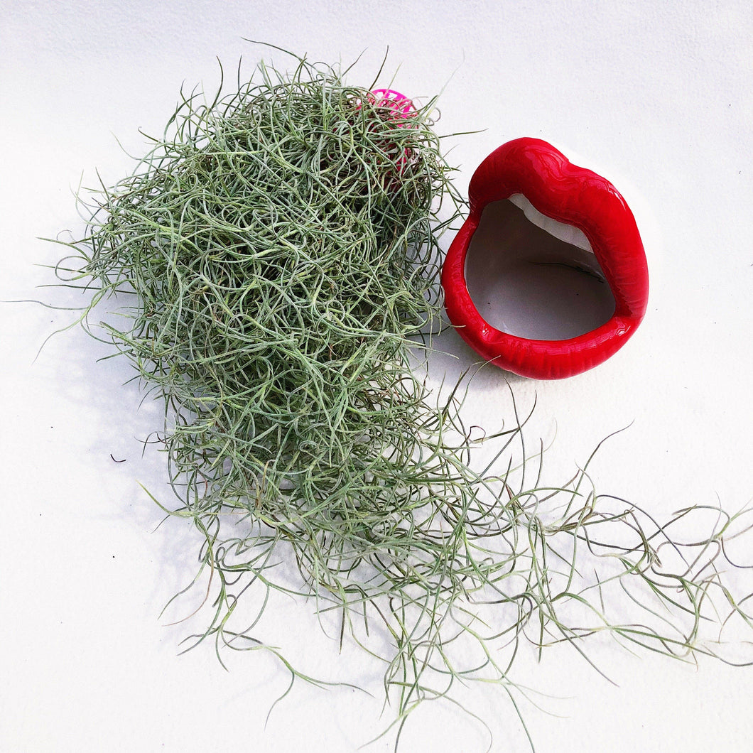 AIRPLANT (SPANISH MOSS) berrykinn