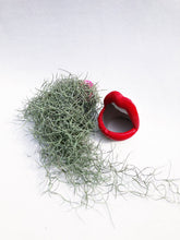 Load image into Gallery viewer, AIRPLANT (SPANISH MOSS) berrykinn
