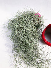 Load image into Gallery viewer, AIRPLANT (SPANISH MOSS) berrykinn
