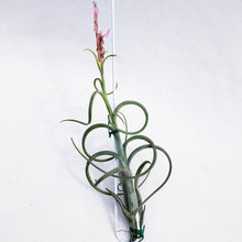 Load image into Gallery viewer, AIRPLANT (T. BAILEYI) berrykinn

