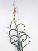 Load image into Gallery viewer, AIRPLANT (T. BAILEYI) berrykinn
