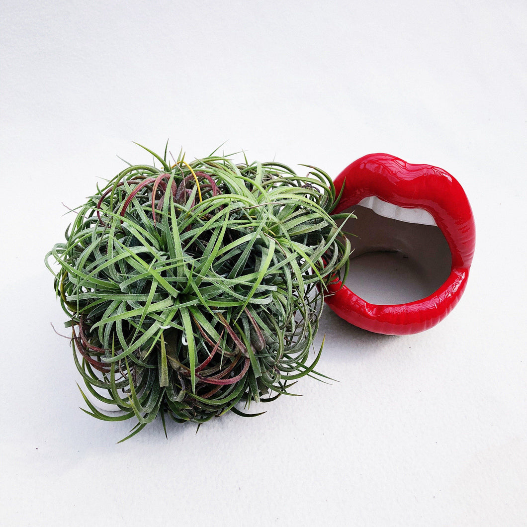 AIRPLANT (TILLANDSIA CURLY LEAF) berrykinn