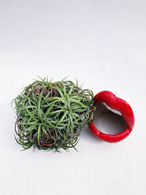 Load image into Gallery viewer, AIRPLANT (TILLANDSIA CURLY LEAF) berrykinn
