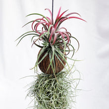Load image into Gallery viewer, AIRPLANT (TILLANDSIA IONANTHA &amp; SPANISH MOSS) berrykinn
