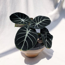 Load image into Gallery viewer, ALOCASIA BLACK VELVET berrykinn
