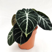 Load image into Gallery viewer, ALOCASIA BLACK VELVET berrykinn
