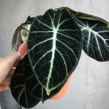Load image into Gallery viewer, ALOCASIA BLACK VELVET berrykinn
