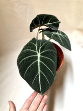 Load image into Gallery viewer, ALOCASIA BLACK VELVET berrykinn
