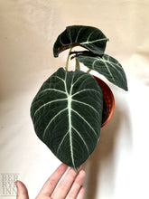 Load image into Gallery viewer, ALOCASIA BLACK VELVET berrykinn
