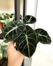 Load image into Gallery viewer, ALOCASIA BLACK VELVET berrykinn

