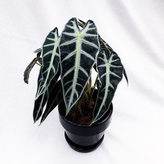 ALOCASIA POLLY berrykinn
