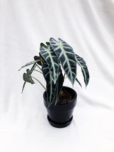 Load image into Gallery viewer, ALOCASIA POLLY berrykinn
