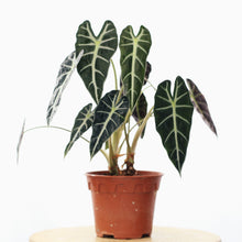 Load image into Gallery viewer, ALOCASIA POLLY berrykinn
