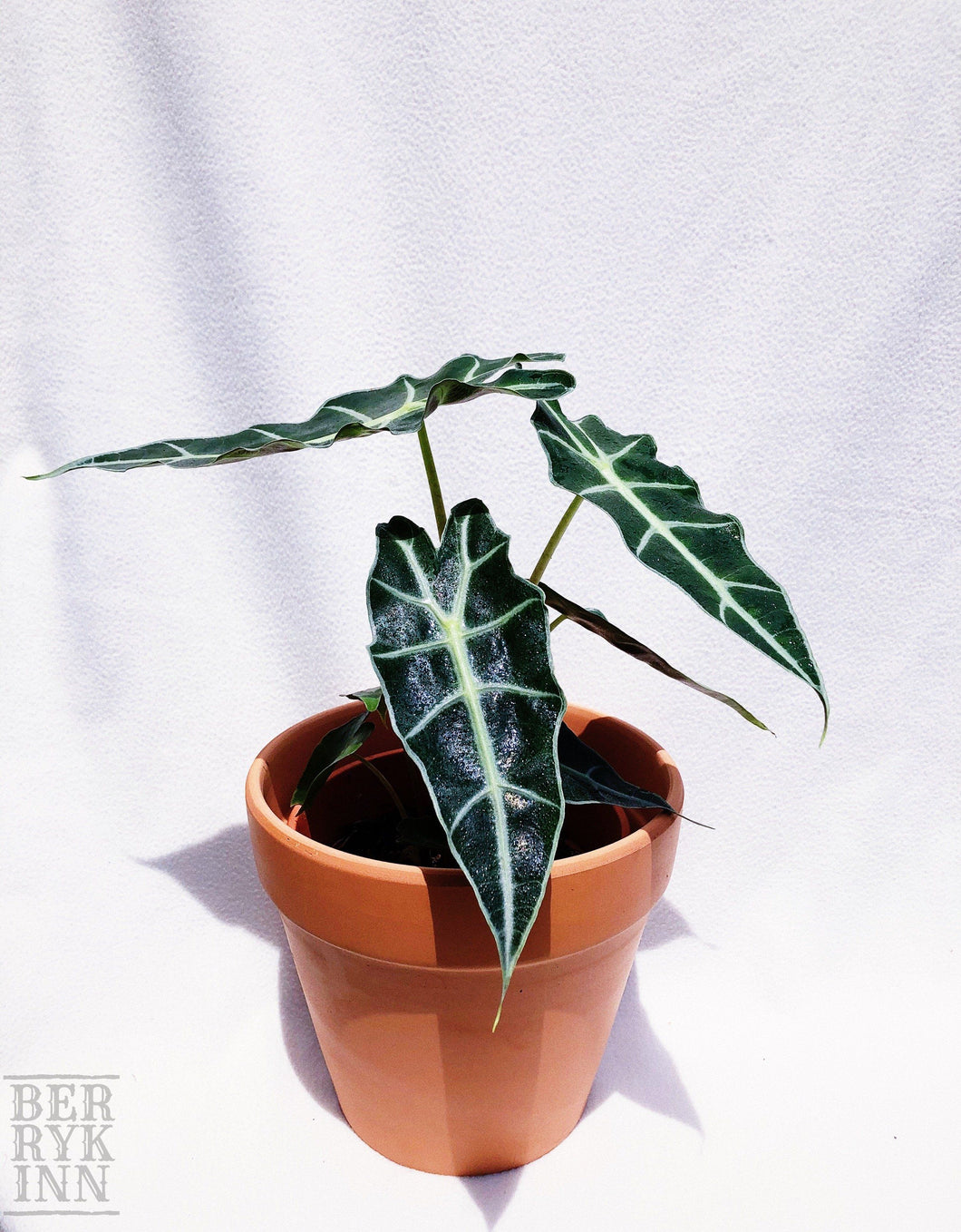 ALOCASIA POLLY berrykinn