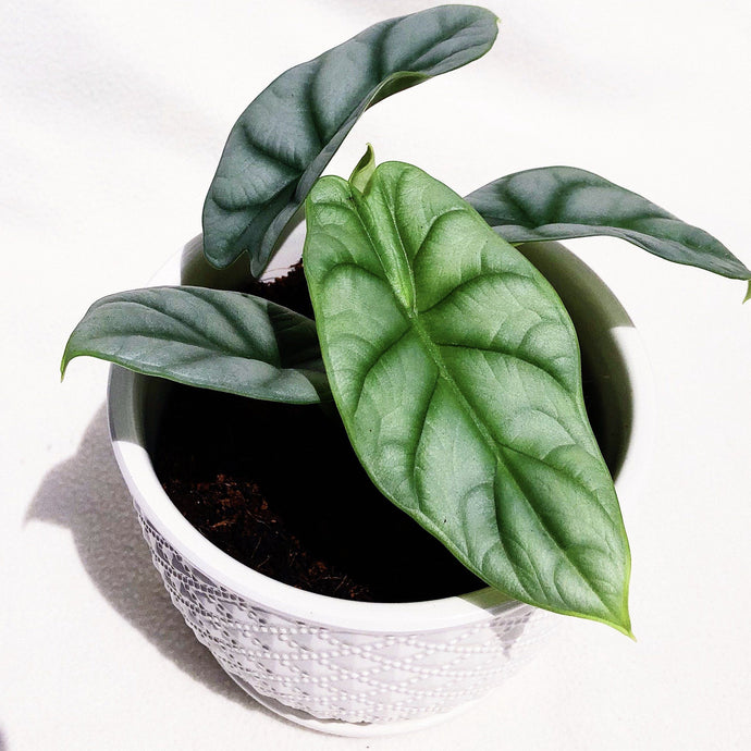 ALOCASIA SILVER DRAGON berrykinn