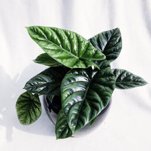 Load image into Gallery viewer, ALOCASIA SINUATA berrykinn
