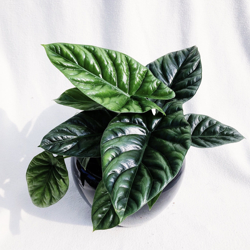 ALOCASIA SINUATA berrykinn