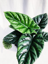 Load image into Gallery viewer, ALOCASIA SINUATA berrykinn
