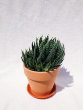 Load image into Gallery viewer, ALOE ARISTATA berrykinn
