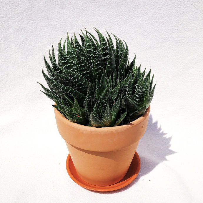 ALOE ARISTATA berrykinn