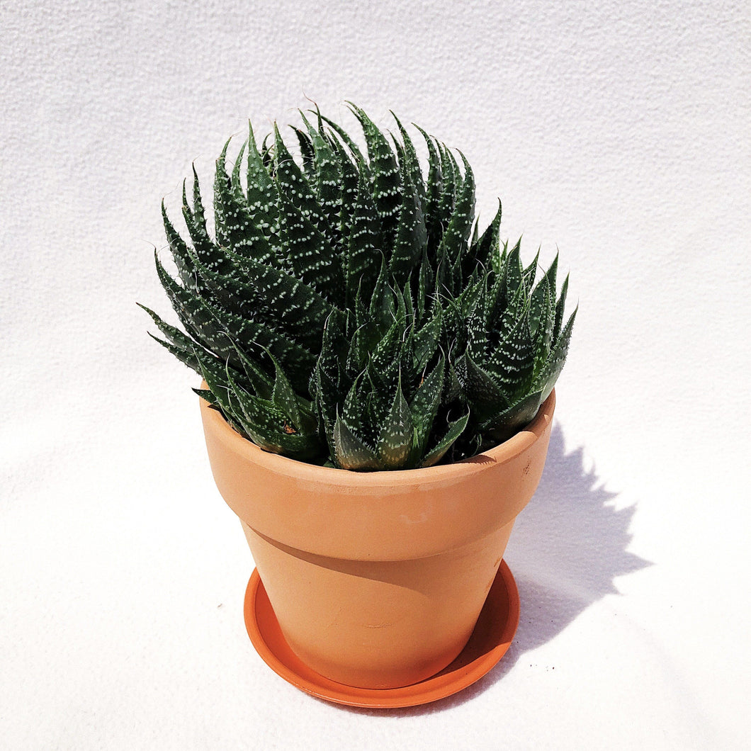 ALOE ARISTATA berrykinn