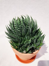 Load image into Gallery viewer, ALOE ARISTATA berrykinn
