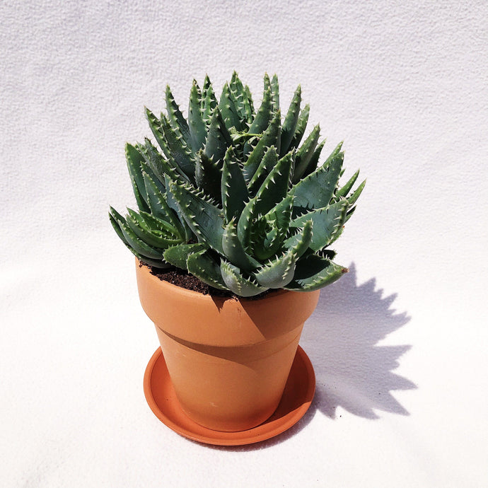 ALOE BREVIFOLIA berrykinn